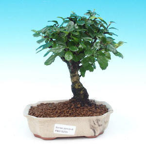 Pokojová bonsai - Duranta PB214235