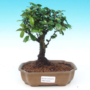 Pokojová bonsai - Duranta PB214236
