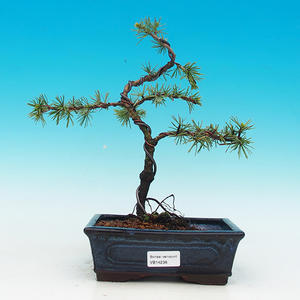 Venkovní bonsai -Cedr libanonský stříbrný VB14236