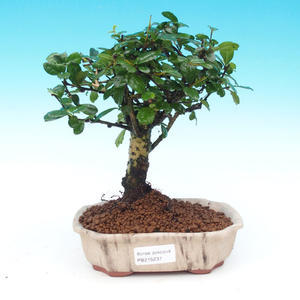 Pokojová bonsai - Duranta PB214237