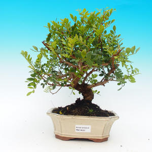Keramická bonsai miska T04238