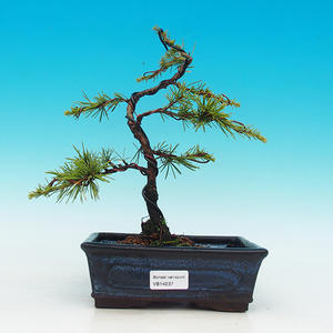 Venkovní bonsai -Cedr libanonský zelený VB14237