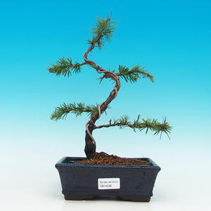 Venkovní bonsai -Cedr libanonský zelený VB14238