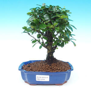 Pokojová bonsai - Duranta PB214238