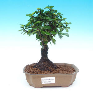 Pokojová bonsai - Duranta PB214239