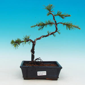 Venkovní bonsai -Cedr libanonský zelený VB14239
