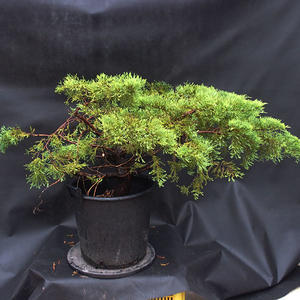 Jalovec - Juniperus sabina NO-23