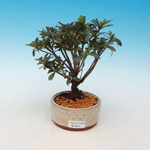 Venkovní bonsai - Rhododendron
