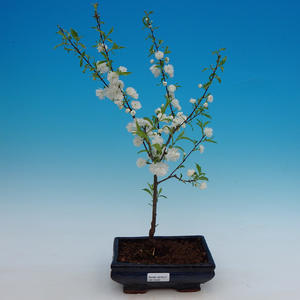 Pokojová bonsai-Citrus aurantium var myrtifolia-Pomerančovník divoký