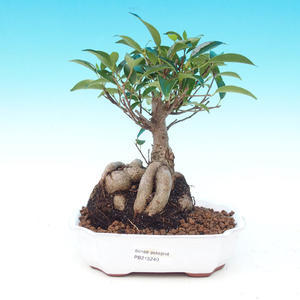 Pokojová bonsai - malolistý fíkus PB213240