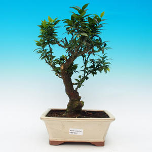 Pokojová bonsai-Citrus aurantium var myrtifolia-Pomerančovník divoký