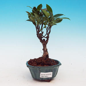 Pokojová bonsai - malolistý fíkus PB213241