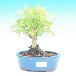 Pokojová bonsai - Duranta PB214242
