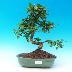 Keramická bonsai miska T04242