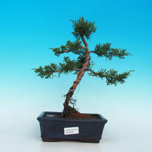 Venkovní bonsai - Jalovec čínský VB14242