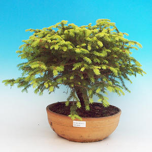 Pokojová bonsai - malolistý fíkus PB213242