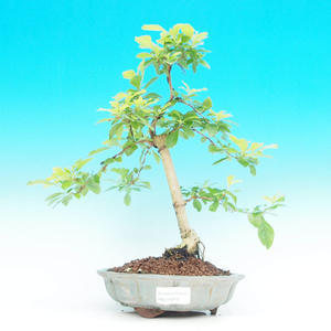Pokojová bonsai - Duranta PB214243