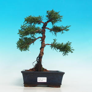 Venkovní bonsai - Jalovec čínský VB14243