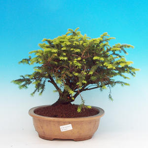 Pokojová bonsai - malolistý fíkus PB213243