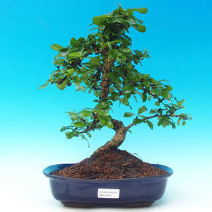Pokojová bonsai - Duranta PB214244