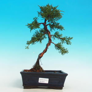 Venkovní bonsai - Jalovec čínský VB14244