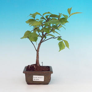 Pokojová bonsai - malolistý fíkus PB213244