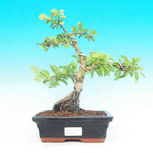 Pokojová bonsai - Duranta PB214245
