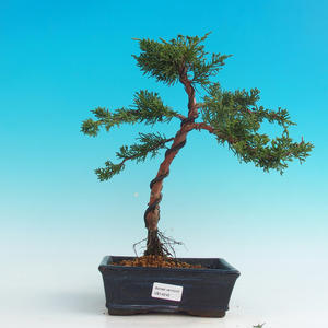 Venkovní bonsai - Jalovec čínský VB14245