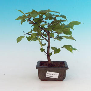 Pokojová bonsai - malolistý fíkus PB213245