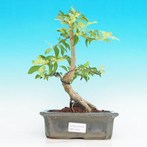 Pokojová bonsai - Duranta PB214246