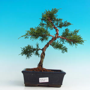 Venkovní bonsai - Jalovec čínský VB14246