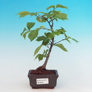 Pokojová bonsai - malolistý fíkus PB213246