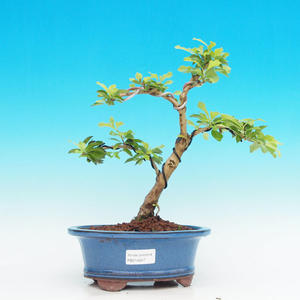 Pokojová bonsai - Duranta PB214247