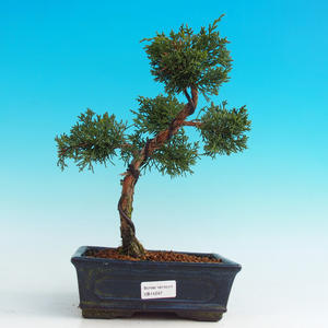Venkovní bonsai - Jalovec čínský VB14247