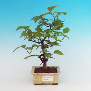 Pokojová bonsai - malolistý fíkus PB213247