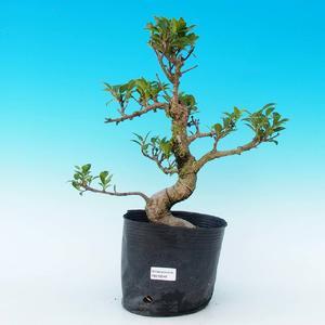 Pokojová bonsai - Duranta PB214248