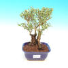 Keramická bonsai miska T04248