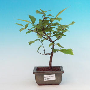 Pokojová bonsai - malolistý fíkus PB213248