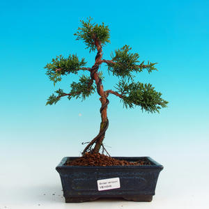 Venkovní bonsai - Jalovec čínský VB14249