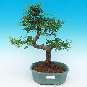 Pokojová bonsai - malolistý fíkus PB213249