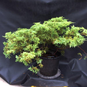 Jalovec - Juniperus sabina NO-24