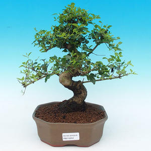 Pokojová bonsai - Ptačí zob PB214250
