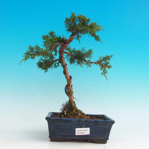 Venkovní bonsai - Jalovec čínský VB14250