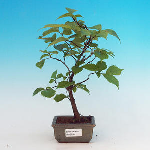 Pokojová bonsai - Ptačí zob PB213250
