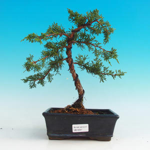 Venkovní bonsai - Jalovec čínský VB14251