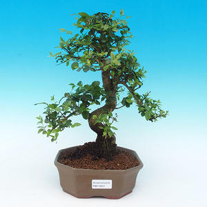 Pokojová bonsai - Ptačí zob PB213251