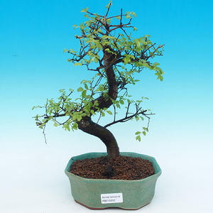 Pokojová bonsai - Ptačí zob PB214252