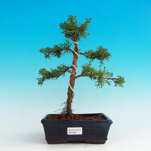 Venkovní bonsai - Jalovec čínský VB14252