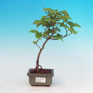 Pokojová bonsai - Ptačí zob PB213252