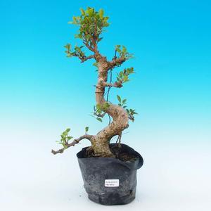 Venkovní bonsai -Cedr libanonský stříbrný VB14253
